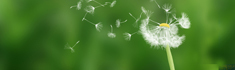 Pusteblume, Copyright: makuba/fotolia.de